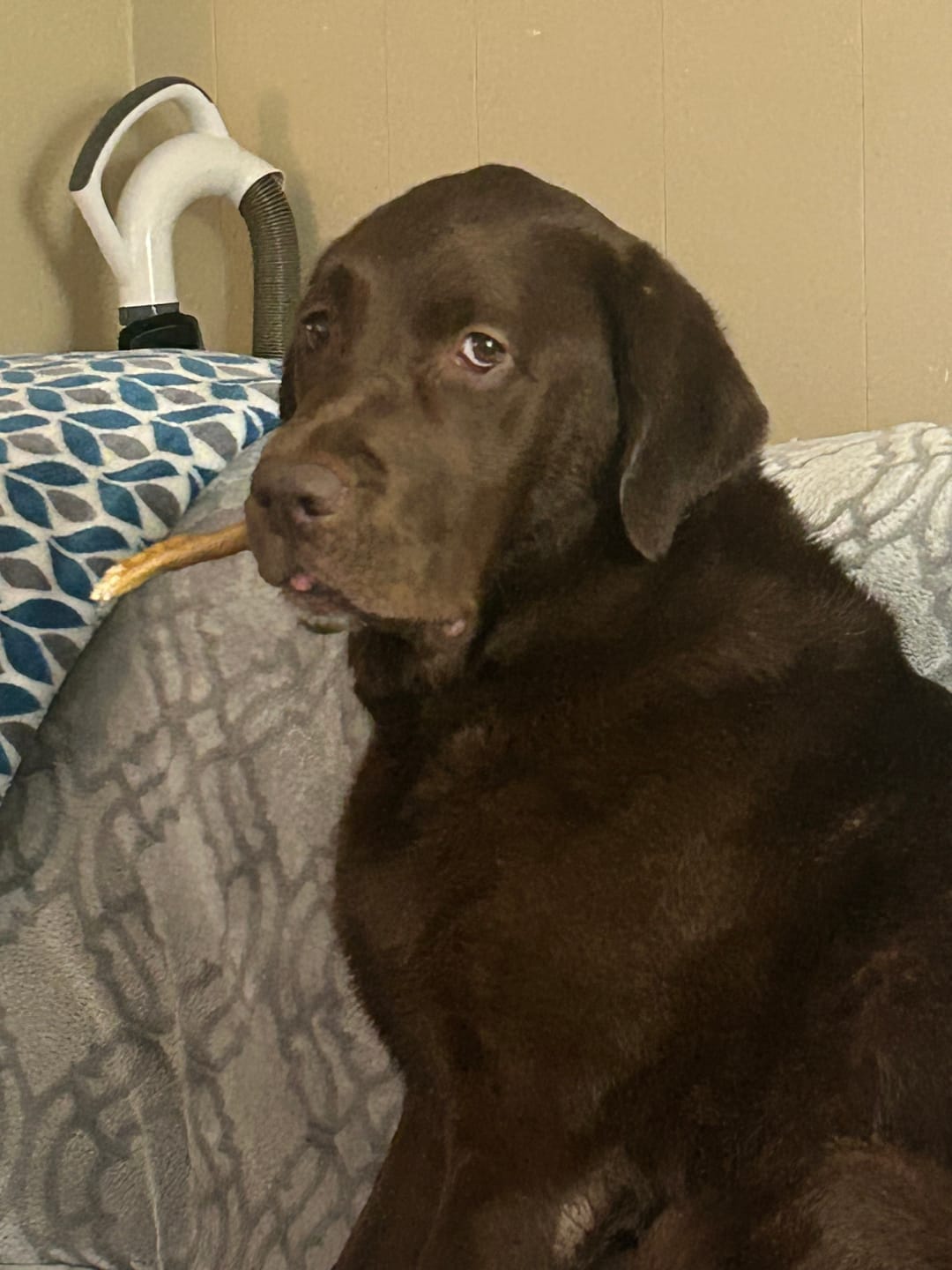 Customer photo review of 12 Inch Power Bully Sticks