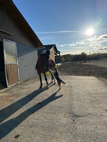 Customer photo review of Strotonin Horse Support