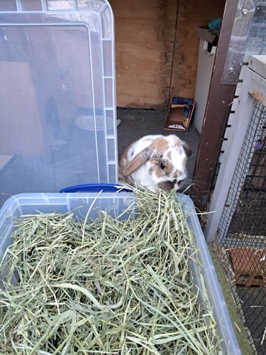 Customer photo review of Timothy Hay Box 'Blend'