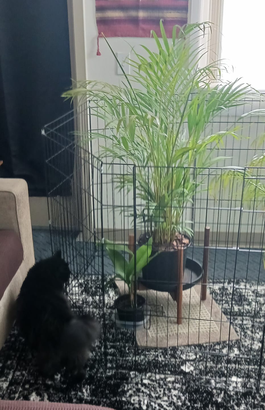 Customer photo review of Areca Palm, Golden Cane, Dypsis Lutescens