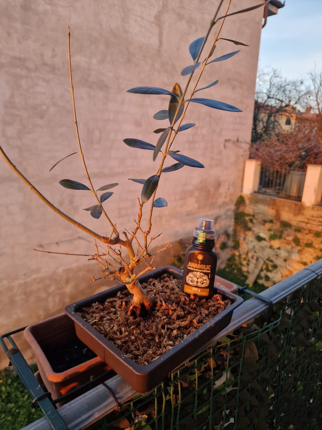 Customer photo review of VASI BONSAI PLASTICA RIGIDA PROFESSIONALI