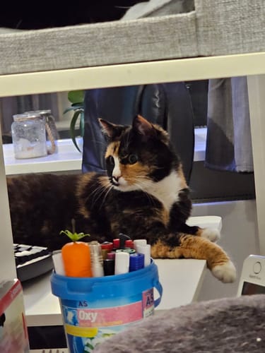 Customer photo review of Naturreines Katzenstreu