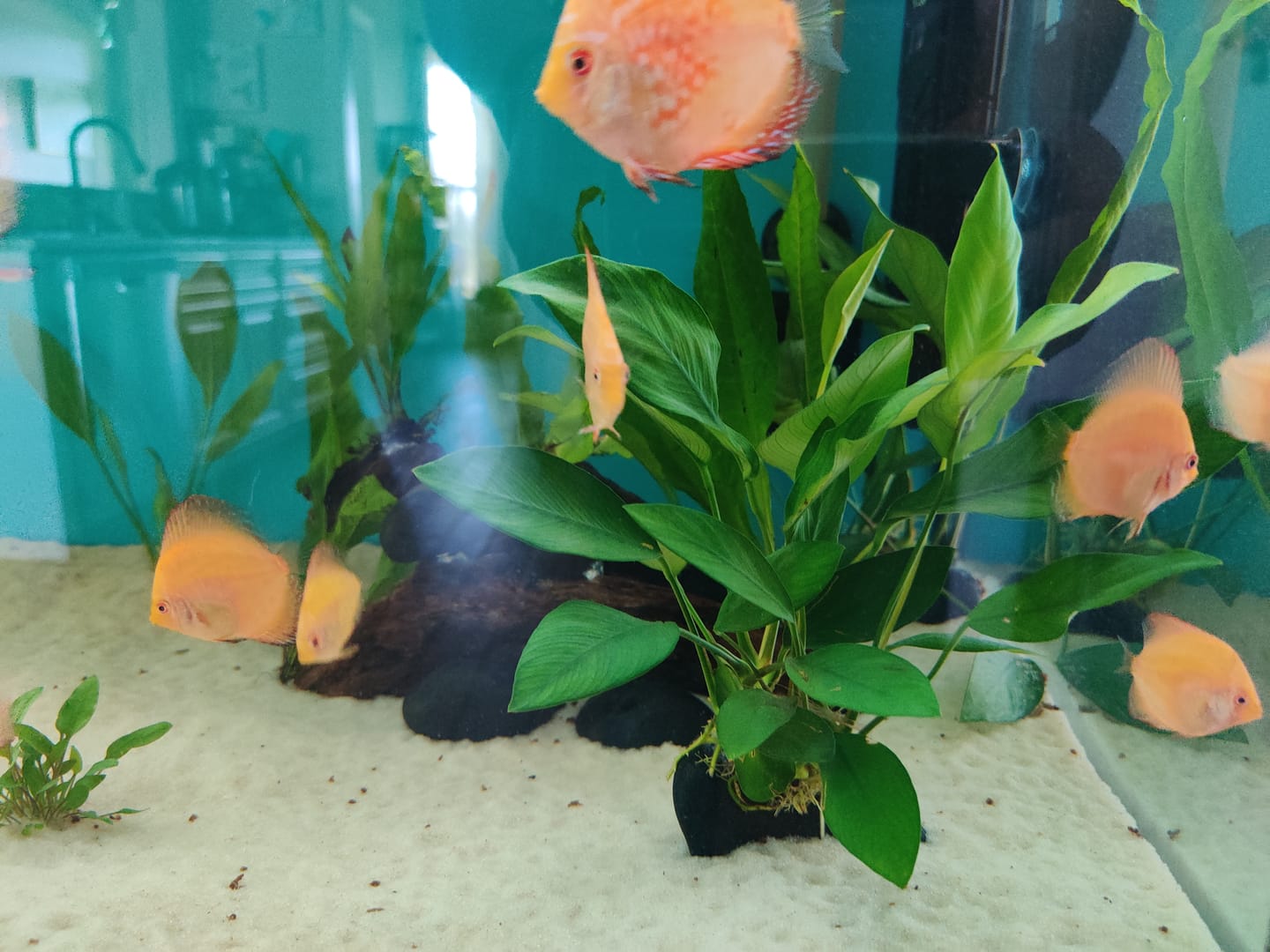 Customer photo review of Anubias Nancon