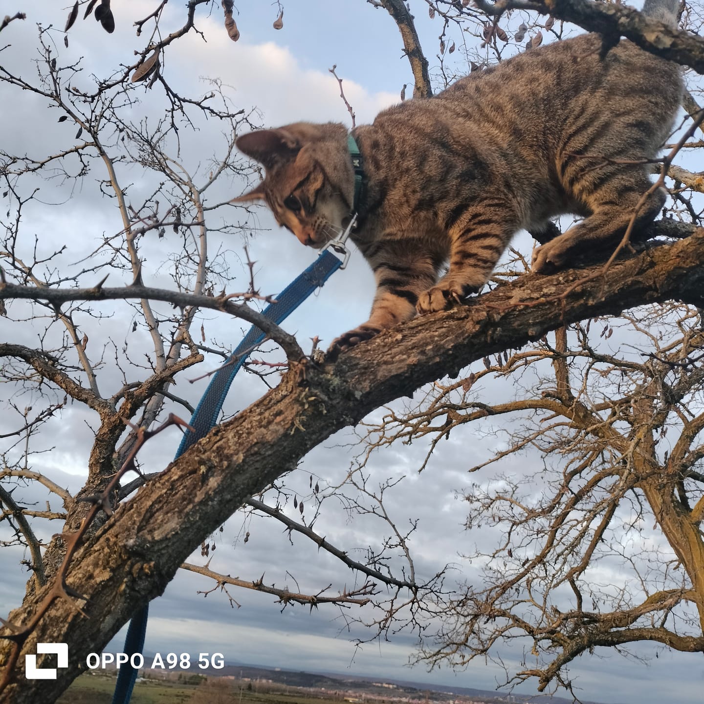 Customer photo review of Cat Sterilized