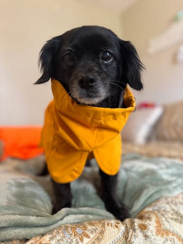 Customer photo review of Breatheshield™ Dog Raincoat - Mustard Yellow