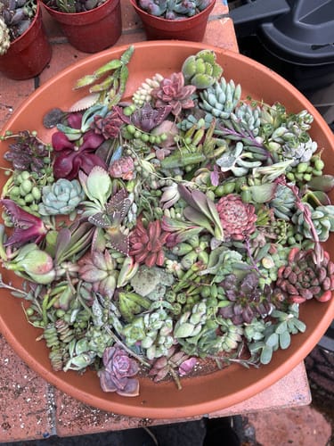 Customer photo review of Assorted Succulent Cuttings