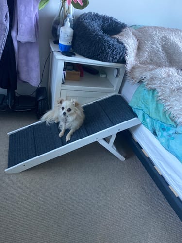 Customer photo review of PaWz Adjustable Dog Ramp
