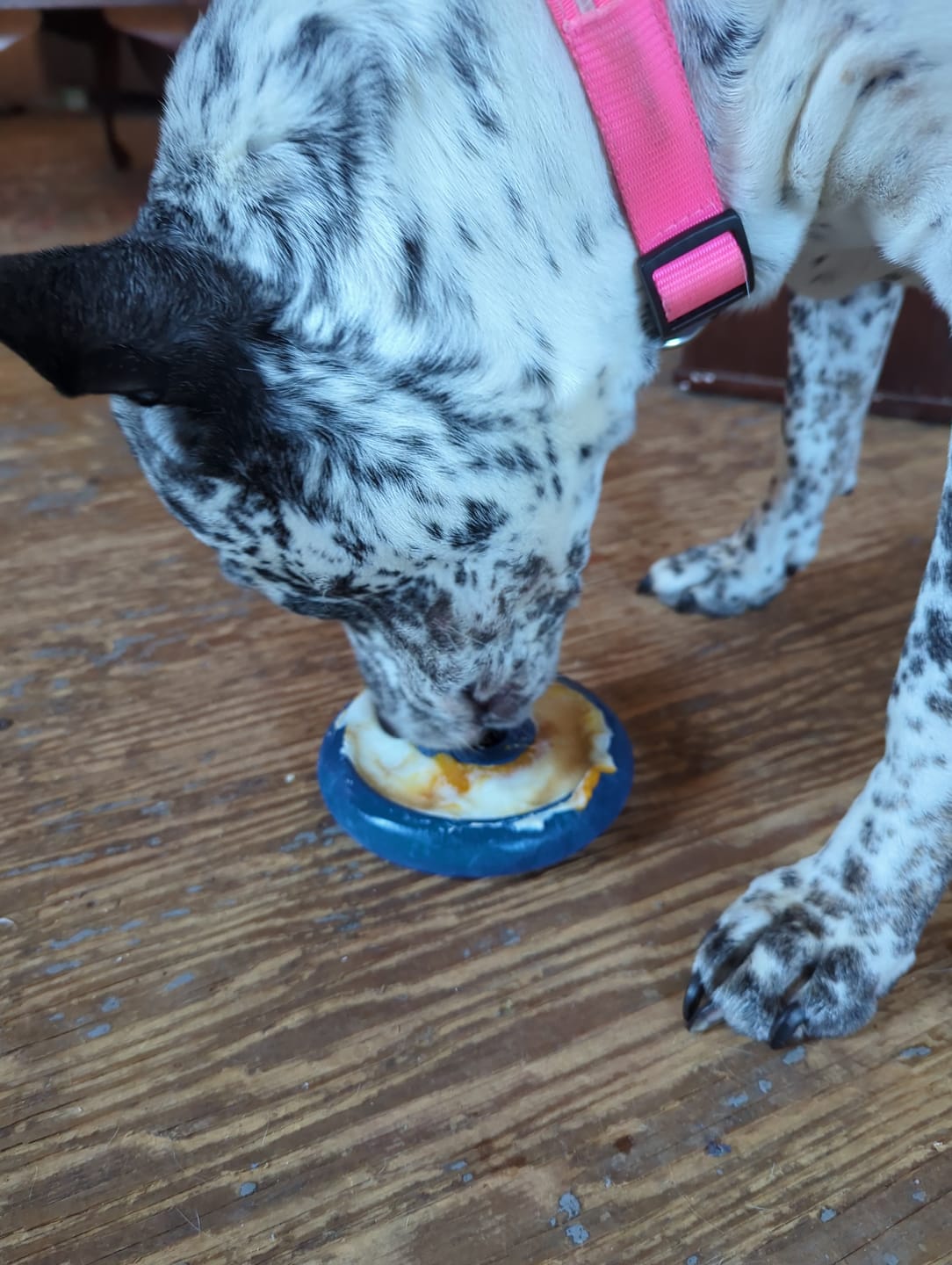 Customer photo review of FreezLava Heavy-Duty Enrichment Chew