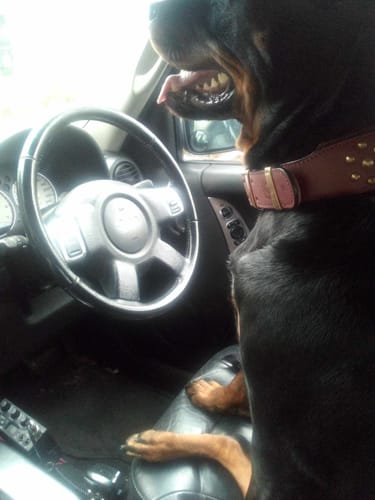 Customer photo review of Hand Made Leather Dog Collar - RuffNeck Cherry & Brass (Wide Fit)