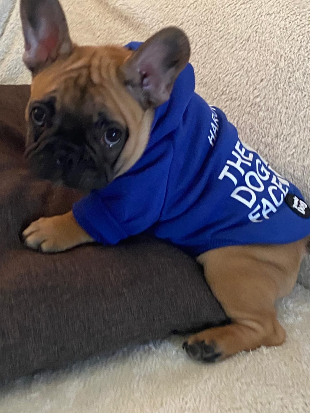 Customer photo review of Felpa "The Dog Face" Blu Personalizzabile con nome