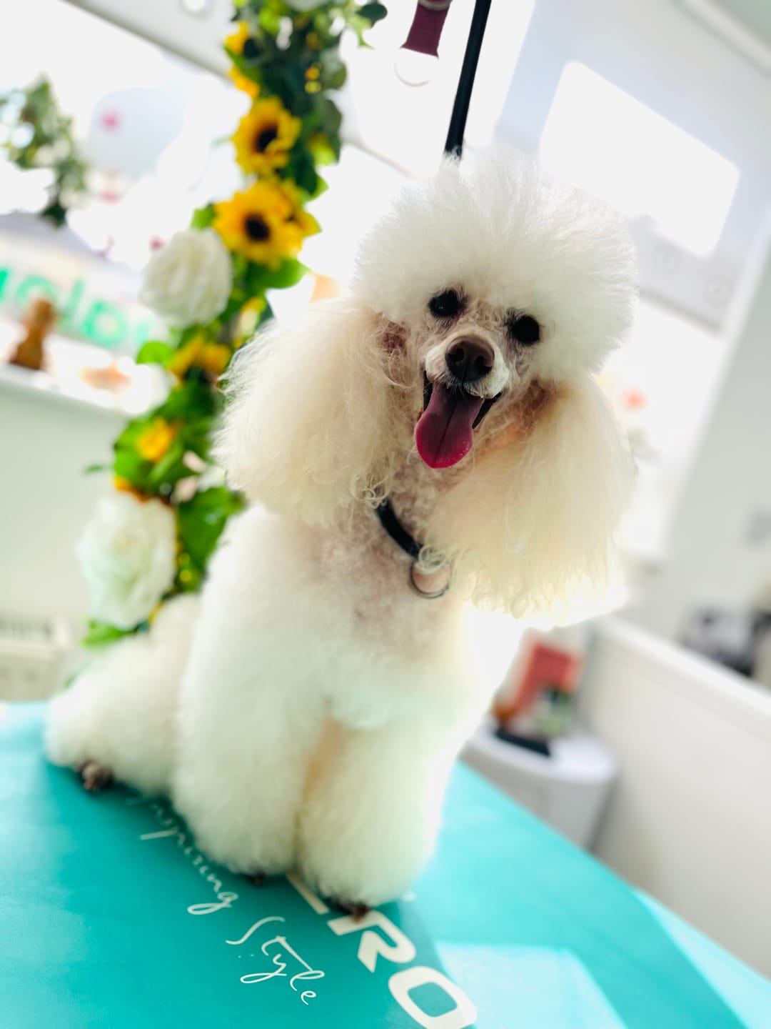 Customer photo review of 3 in 1 Tangle Tame Dog Shampoo, Conditioner & Detangler