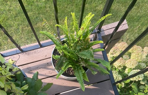 Customer photo review of Houseplant Pest Spray