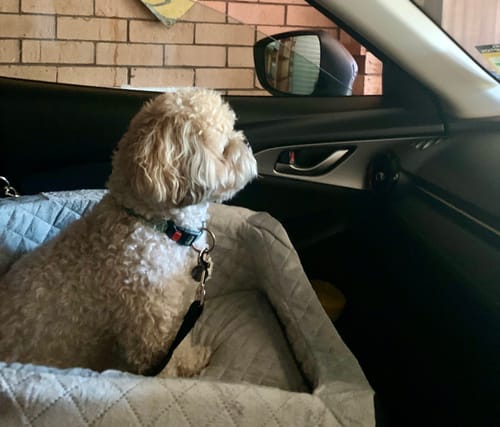 Customer photo review of Pawz Dog Car Booster Seat Belt Safety Protector Pet Travel Bed Basket Washable