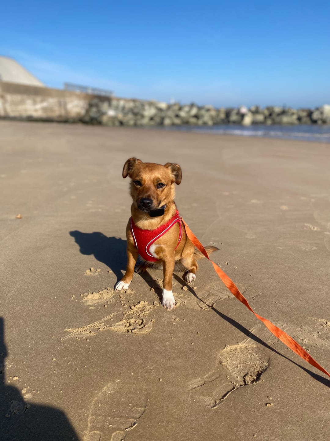 Customer photo review of Rechargeable Anti Bark Training Collar - Sound & Vibration - No Shock