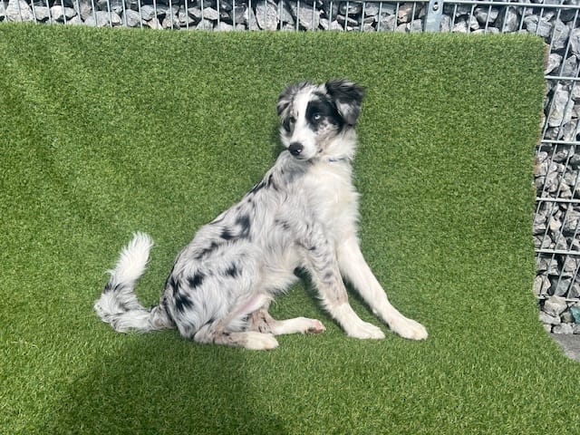 Customer photo review of Silberspray für Hunde und Katzen mit 50ppm