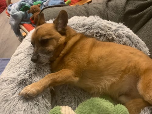 Customer photo review of PaWz Premium Pet Orthopaedic Bed