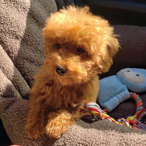 Customer photo review of Seggiolino Auto Boucle Teddy Castagno