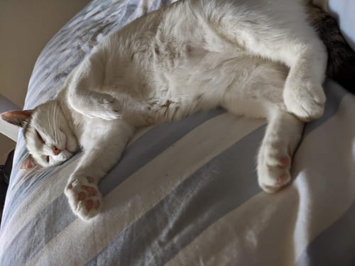 Avis photo d'un client sur Pâtée Chat Stérilisé Sans Céréales - Saumon