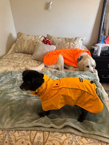 Customer photo review of Breatheshield™ Dog Raincoat - Mustard Yellow
