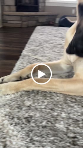 Customer video review of Flash & Glow Flex-X, LED Flashing Ball