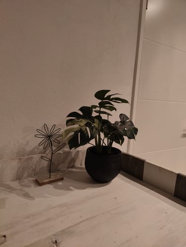 Customer photo review of Monstera Kunstplant 40cm