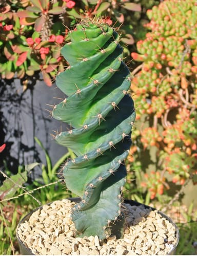 Customer photo review of Cereus forbesii Spiralis | Spiral Cactus