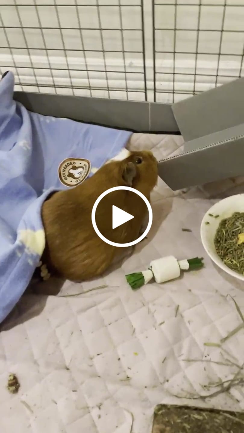 Customer video review of Piggy Condo C&C Cage with Balcony & Ramp