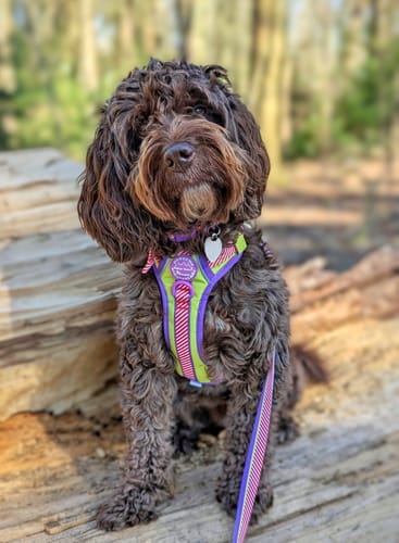 Customer photo review of Buzz Lightyear Ultimate Bundle