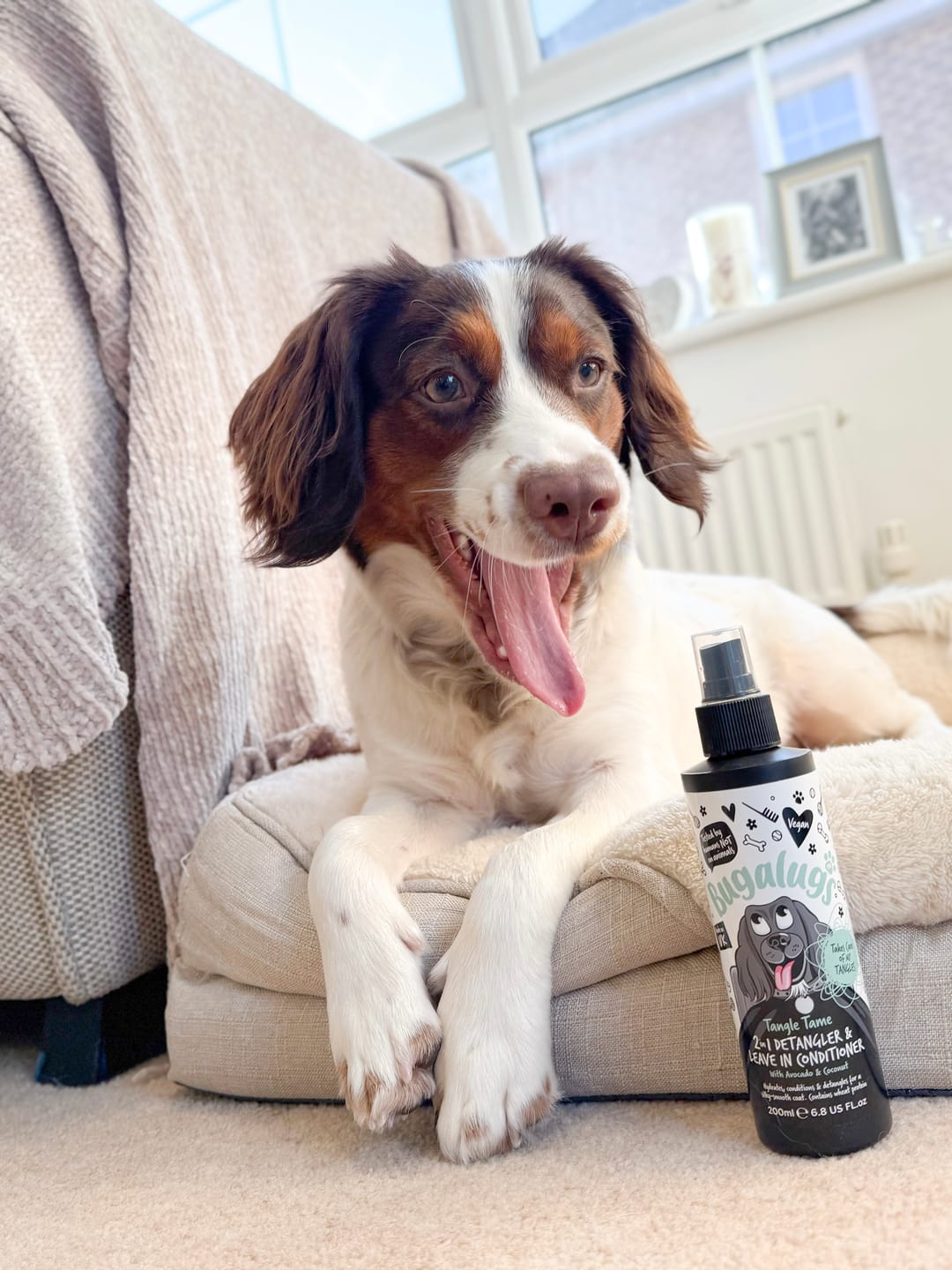 Customer photo review of 2 in 1 Detangler & Leave in Conditioner with Avocado & Coconut for Dogs