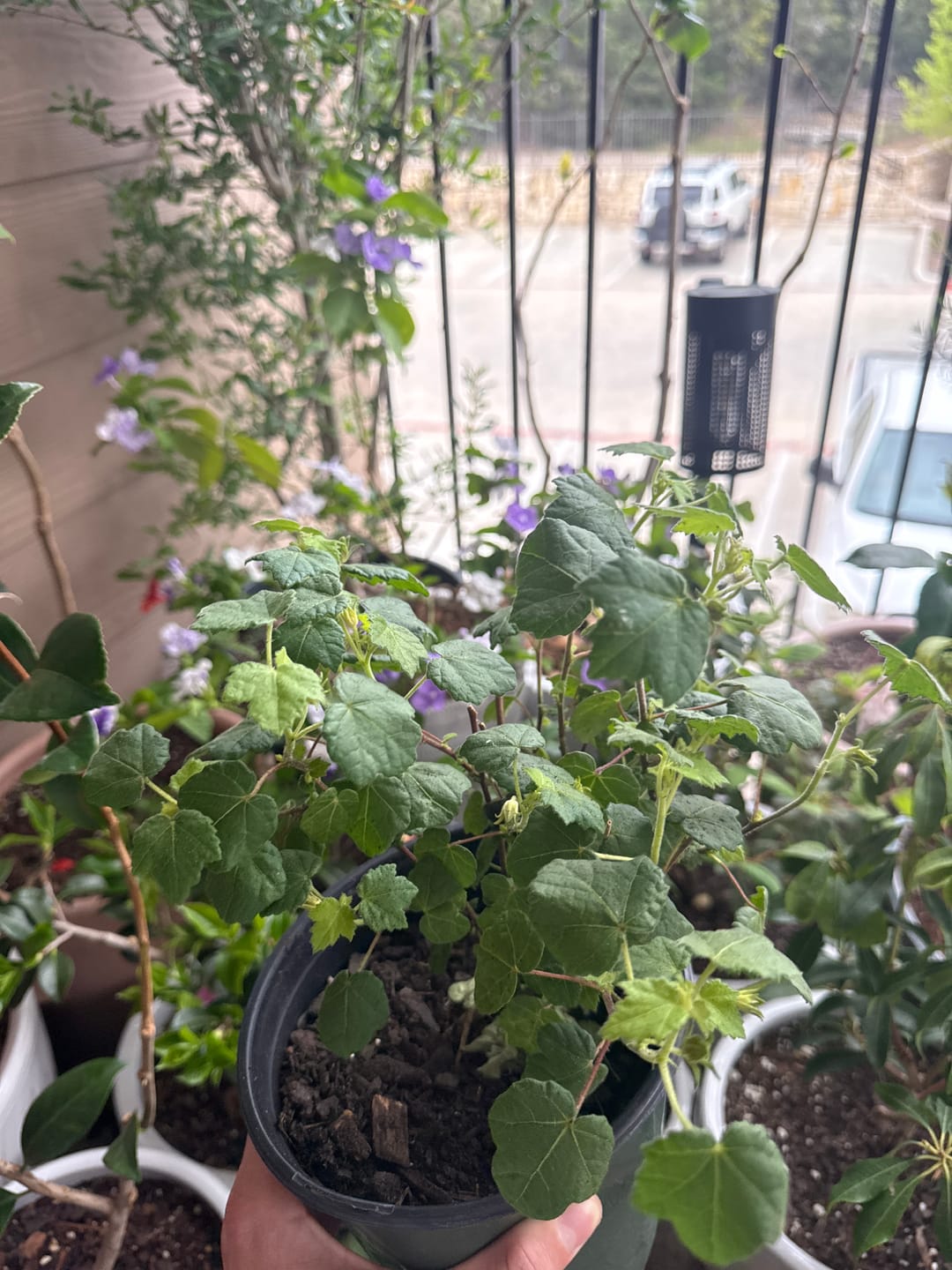 Customer photo review of Rock Rose 'Ellen's Legacy'