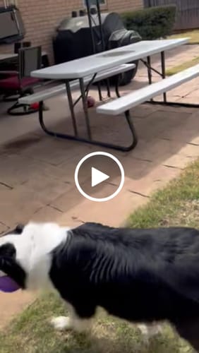 Customer video review of Freezball - Durable Fillable Dog Chew Bone