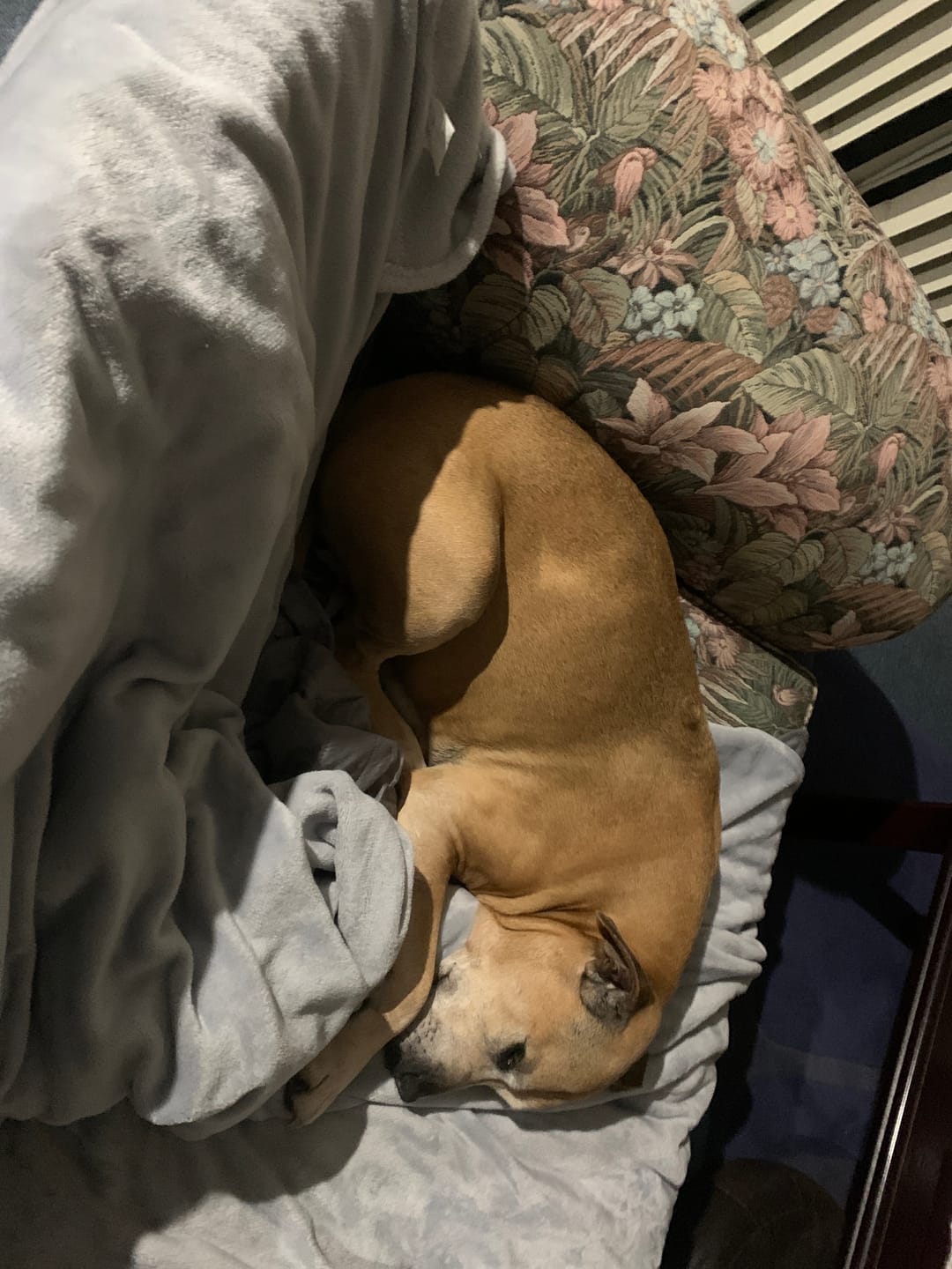 Customer photo review of Bugsy's Air-Dried Kangaroo