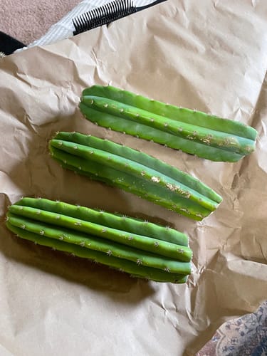 Customer photo review of Imperfect Trichocereus Pachanoi Cuttings | Imperfect San Pedro Cactus Cuttings