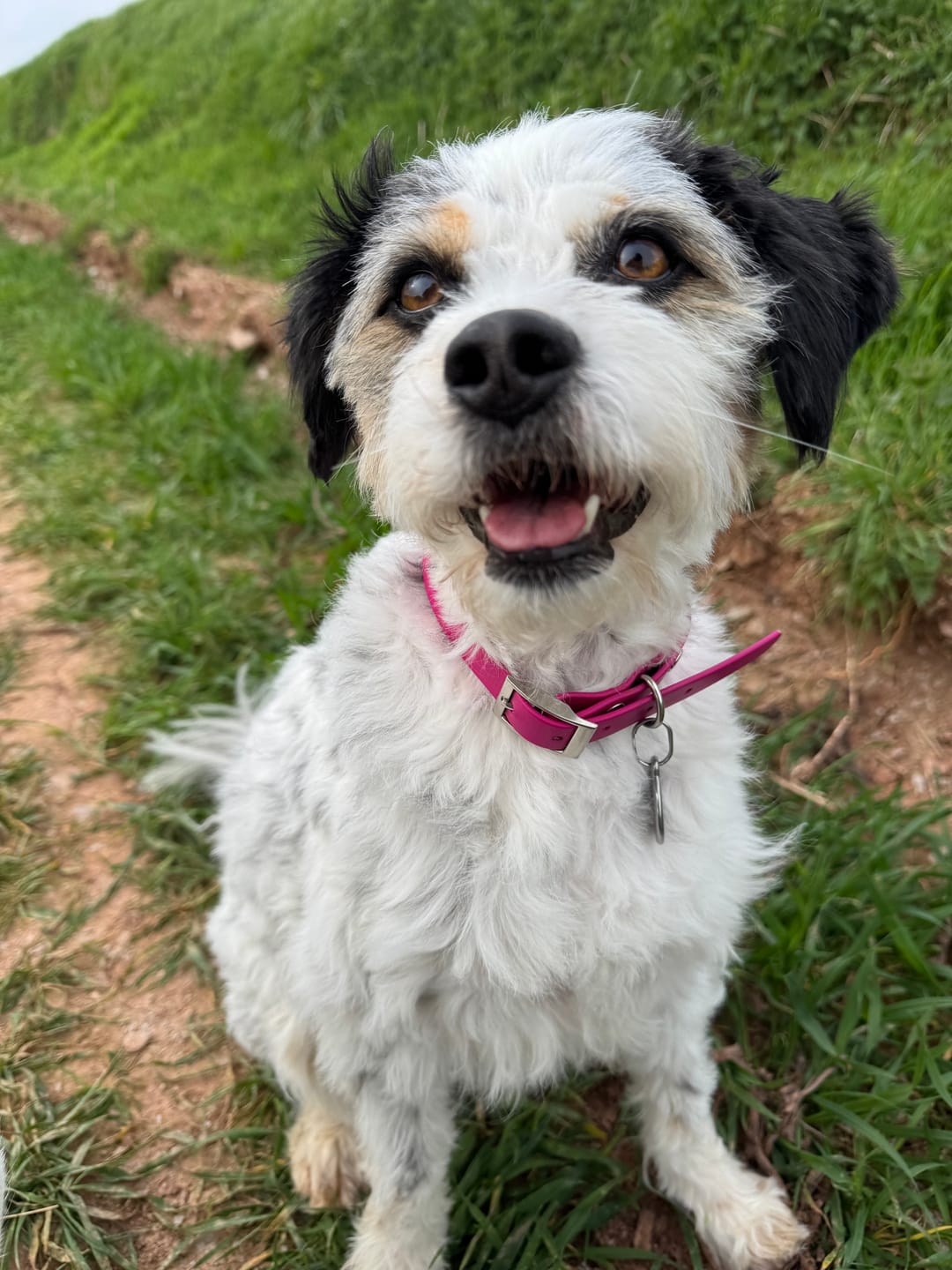 Customer photo review of Adjustable Biothane Collar