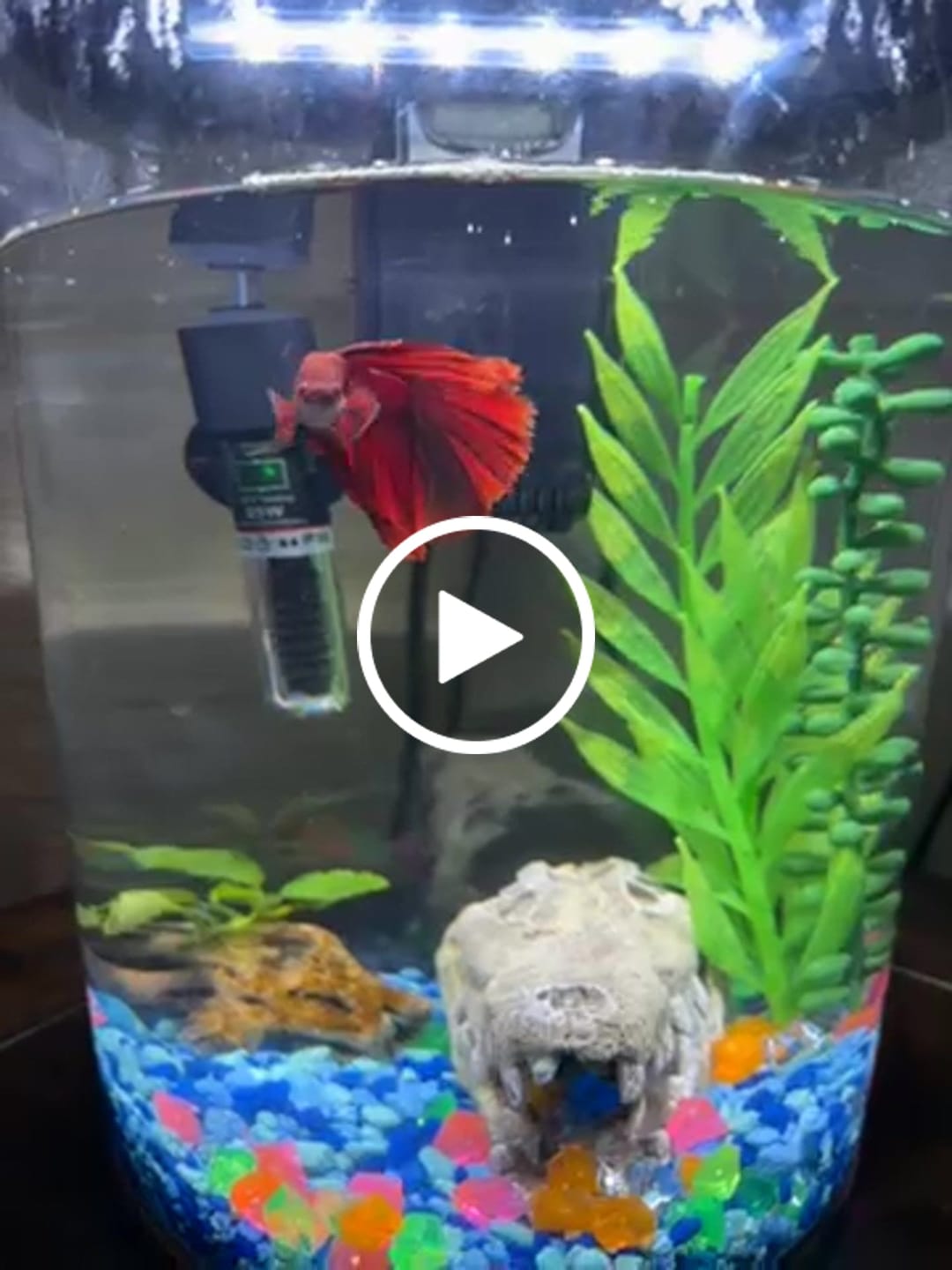 Customer video review of Super Red Halfmoon Male Betta Fish