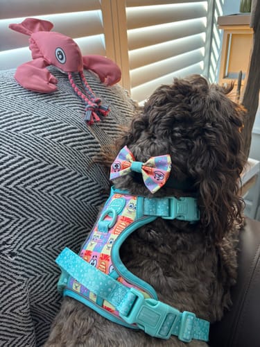 Customer photo review of Tough Trails™ Harness - Spongebob