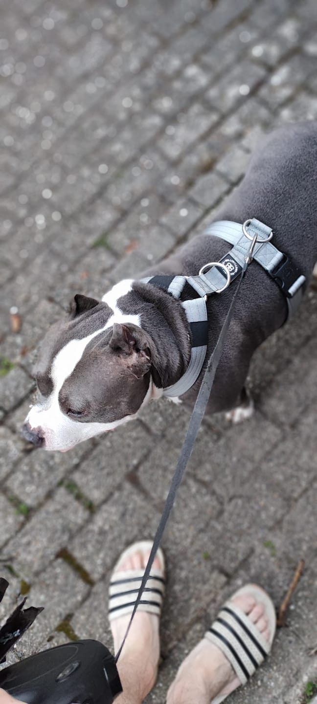 Customer photo review of Training Anti Pull TRI-Harness® | M-XL Breeds - Metal Grey