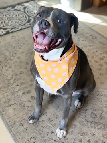 Customer photo review of The Ralph Bandana 3.0