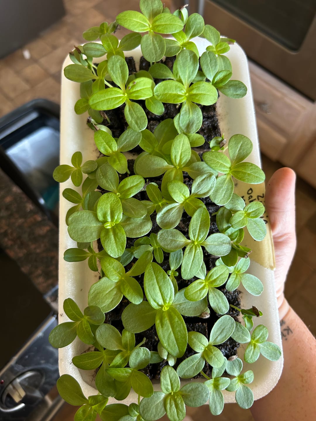 Customer photo review of Zinnia, Benary's Giant Mix