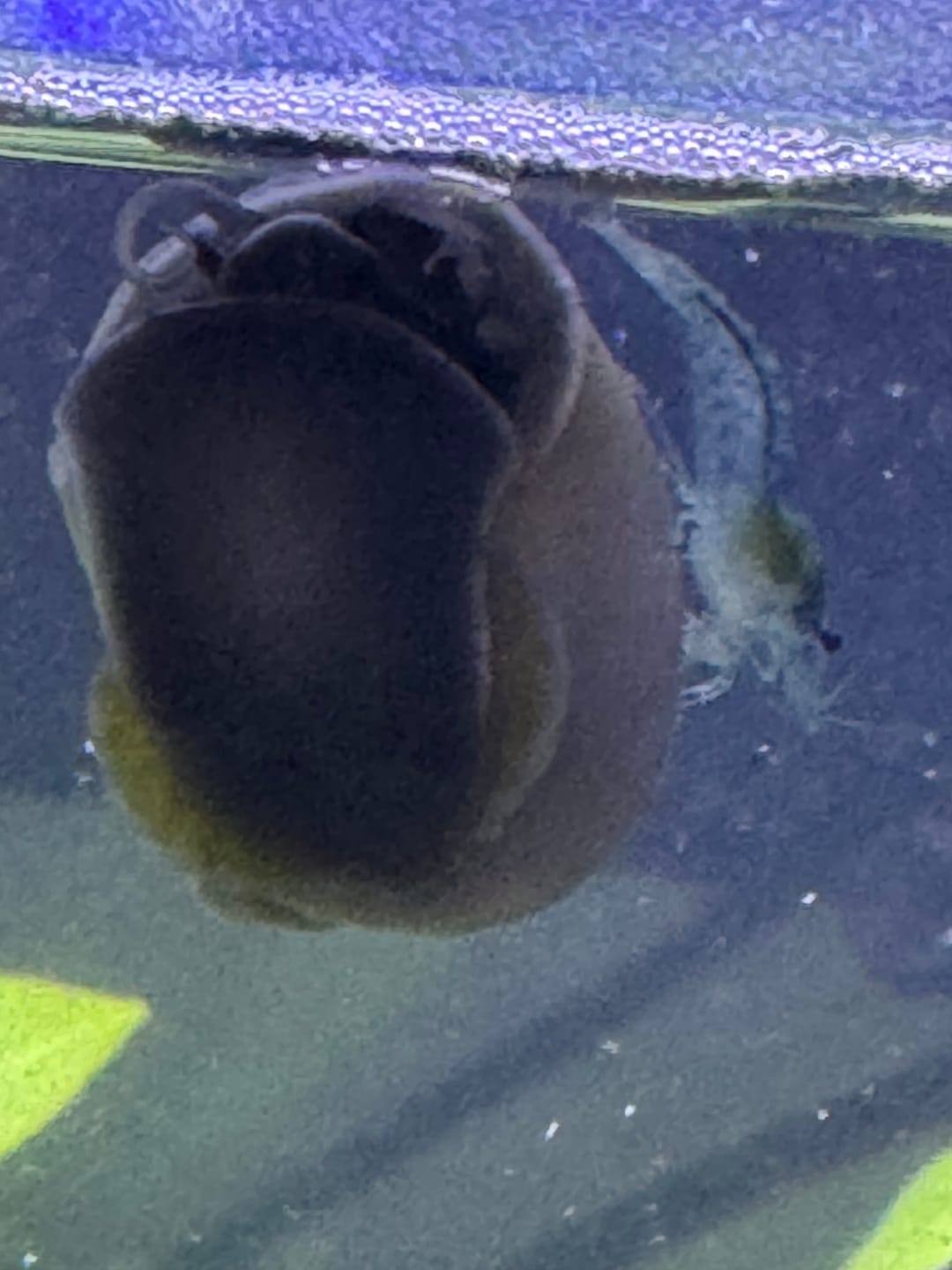 Customer photo review of Mystery Snail Mix (3 pack)