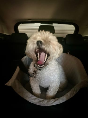 Customer photo review of Pawz Dog Car Booster Seat Belt Safety Protector Pet Travel Bed Basket Washable