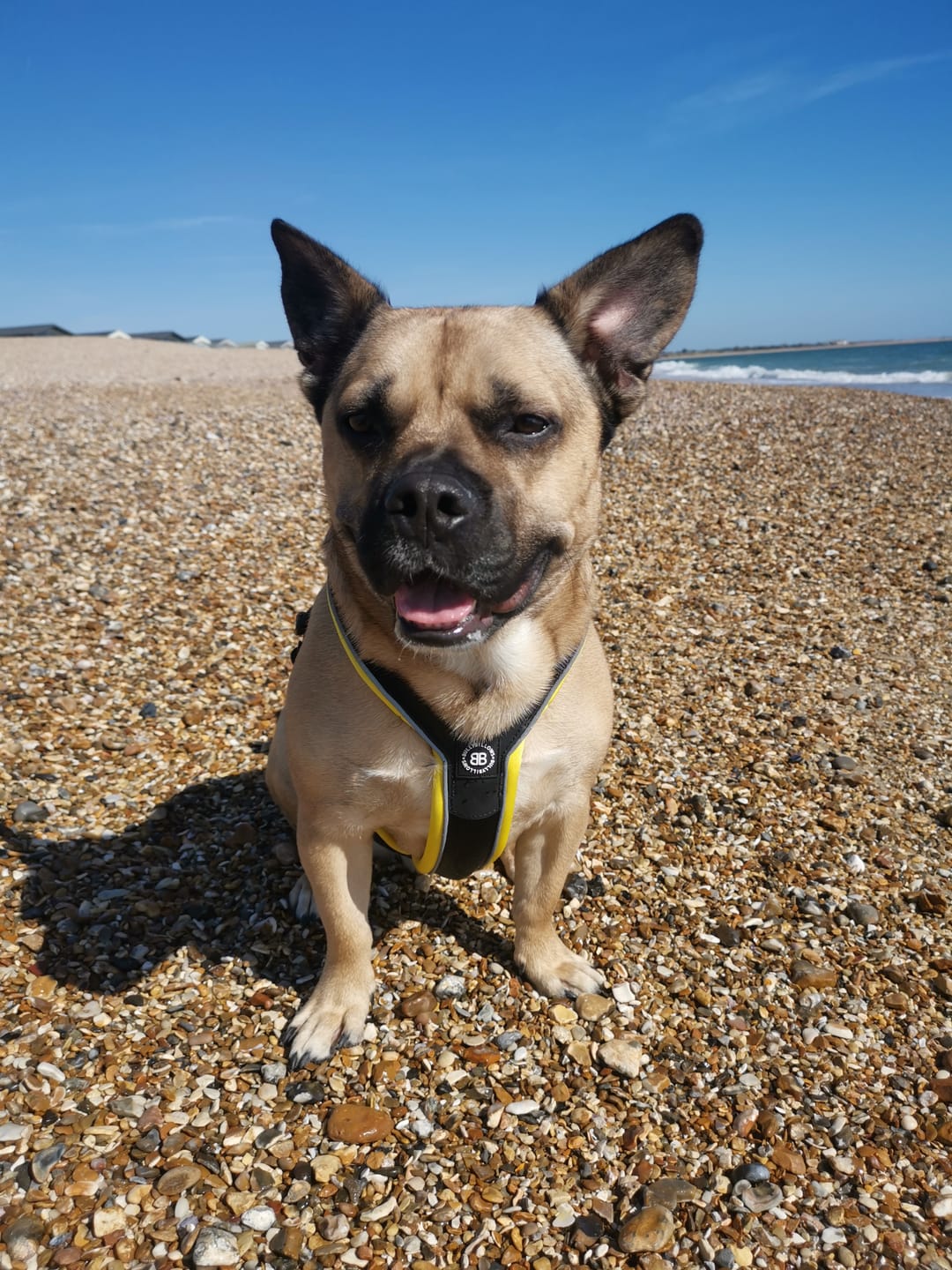 Customer photo review of Slip on Harness | Foam Padded - Black x Yellow