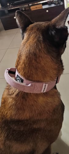 Costas C. review of 4cm Herringbone Combat® Collar | Handle & Rated Clip - Soft Pink image 1 out of 1