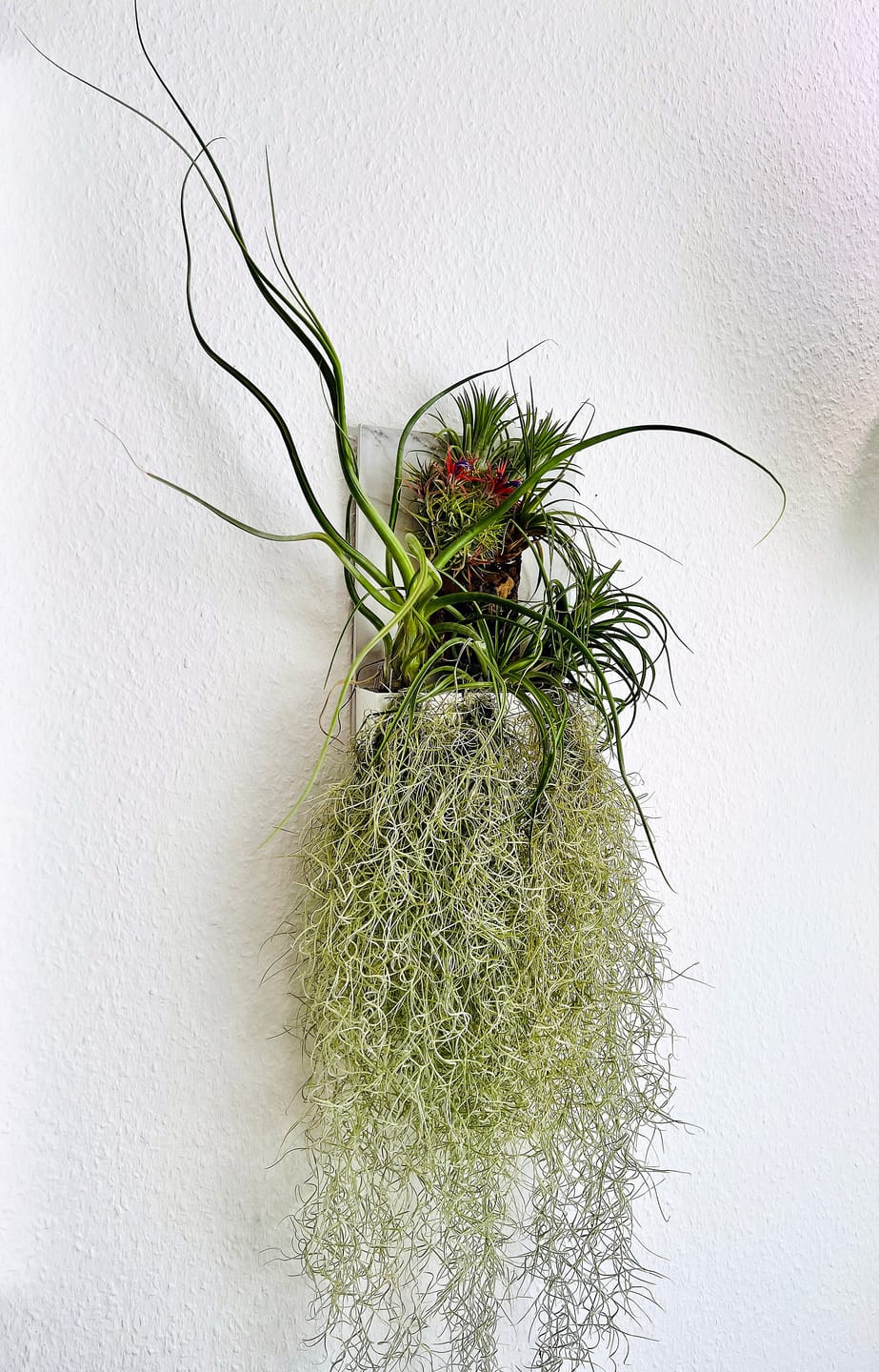 Customer photo review of Tillandsia ionantha 'mexico' - PULK