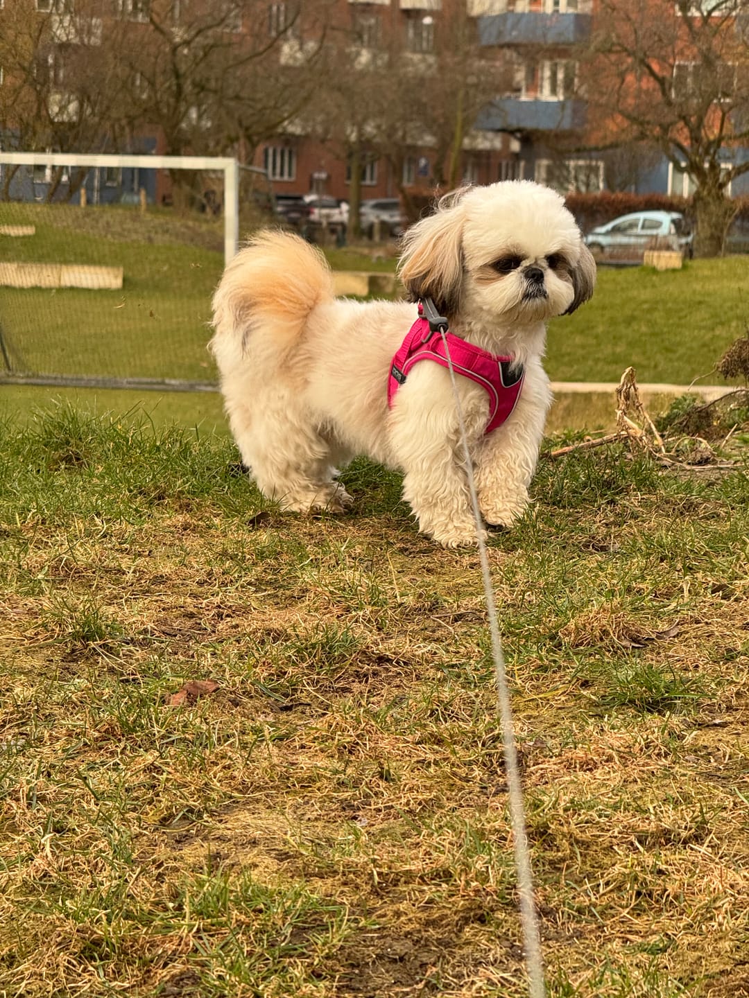 Customer photo review of Dog Copenhagen Comfort Walk Go™ hundesele Wild Rose
