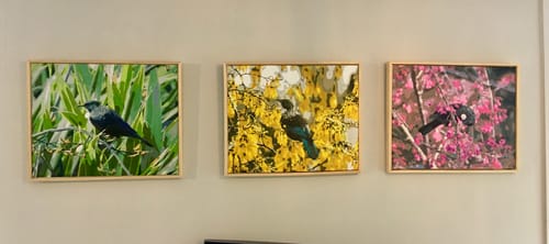 Customer photo review of Tui in Kowhai Tree