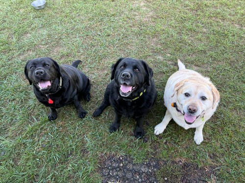 Customer photo review of Canine NutriGreens