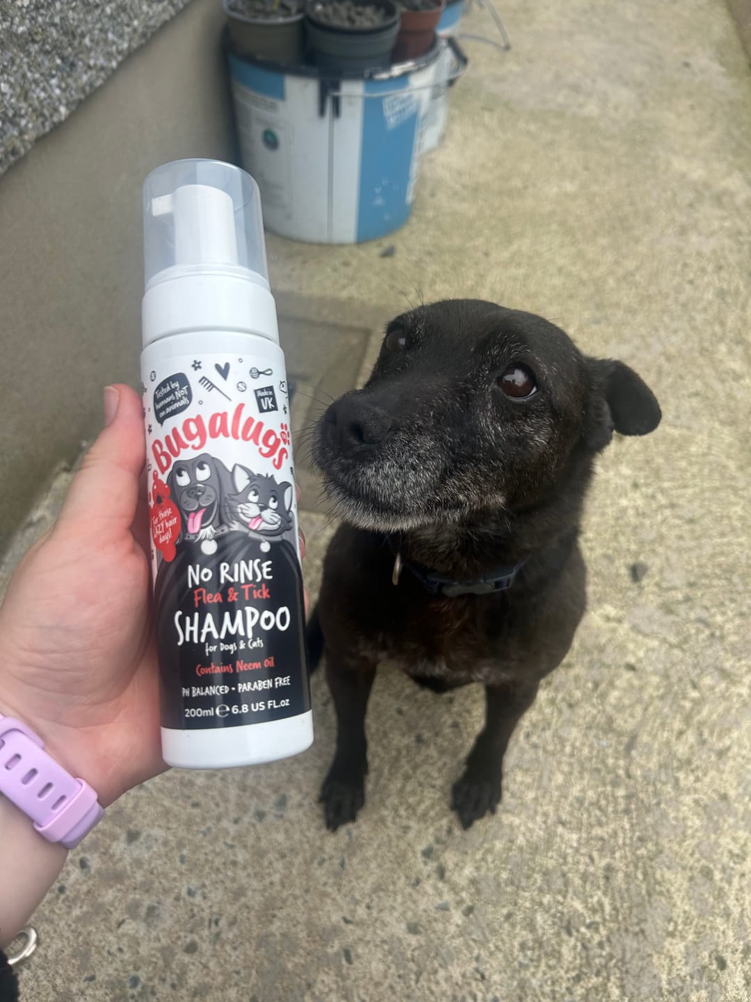 Customer photo review of No Rinse Flea & Tick Shampoo for Dogs & Cats
