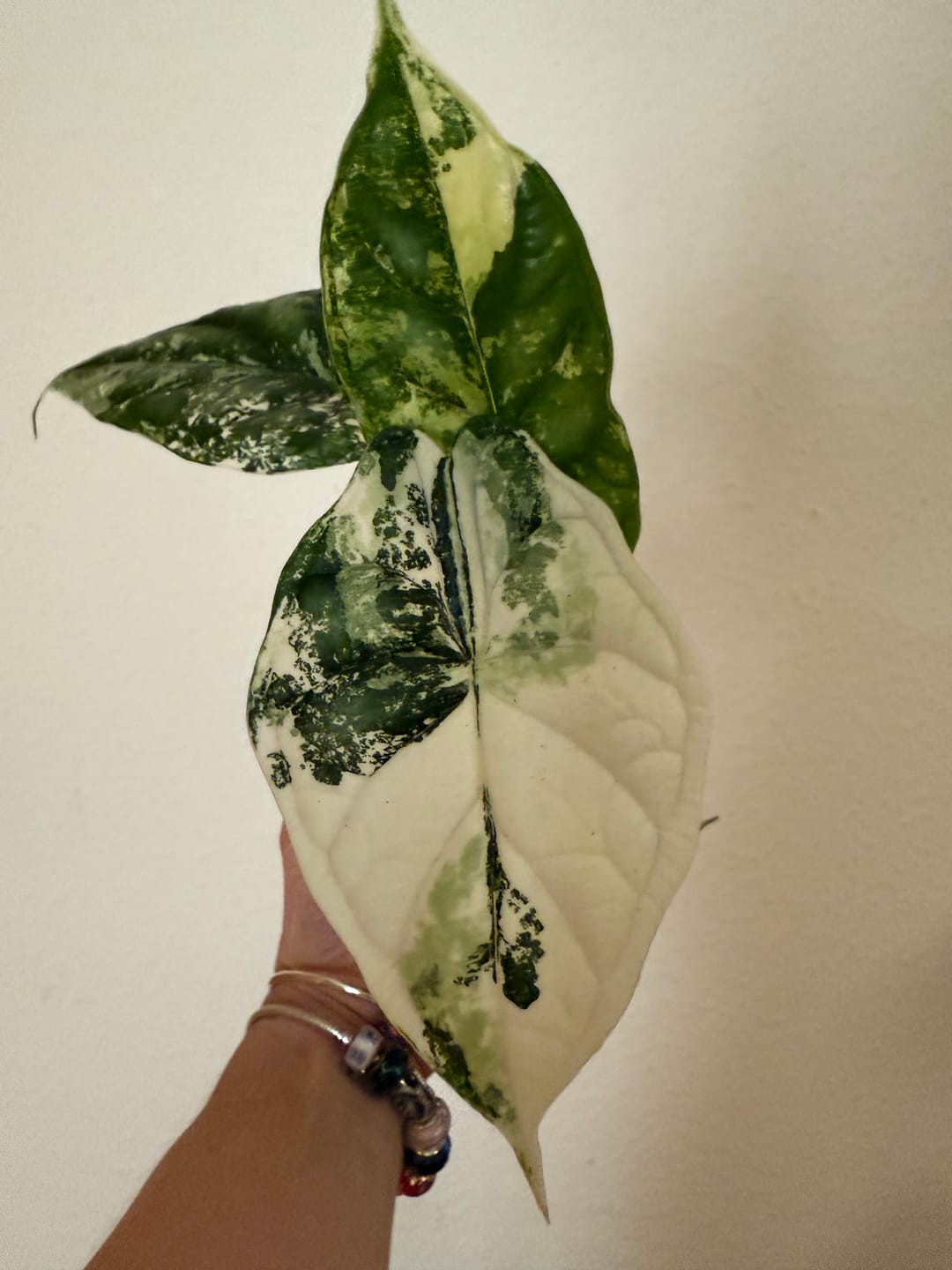 Customer photo review of ALOCASIA DRAGON SCALE VARIEGATA