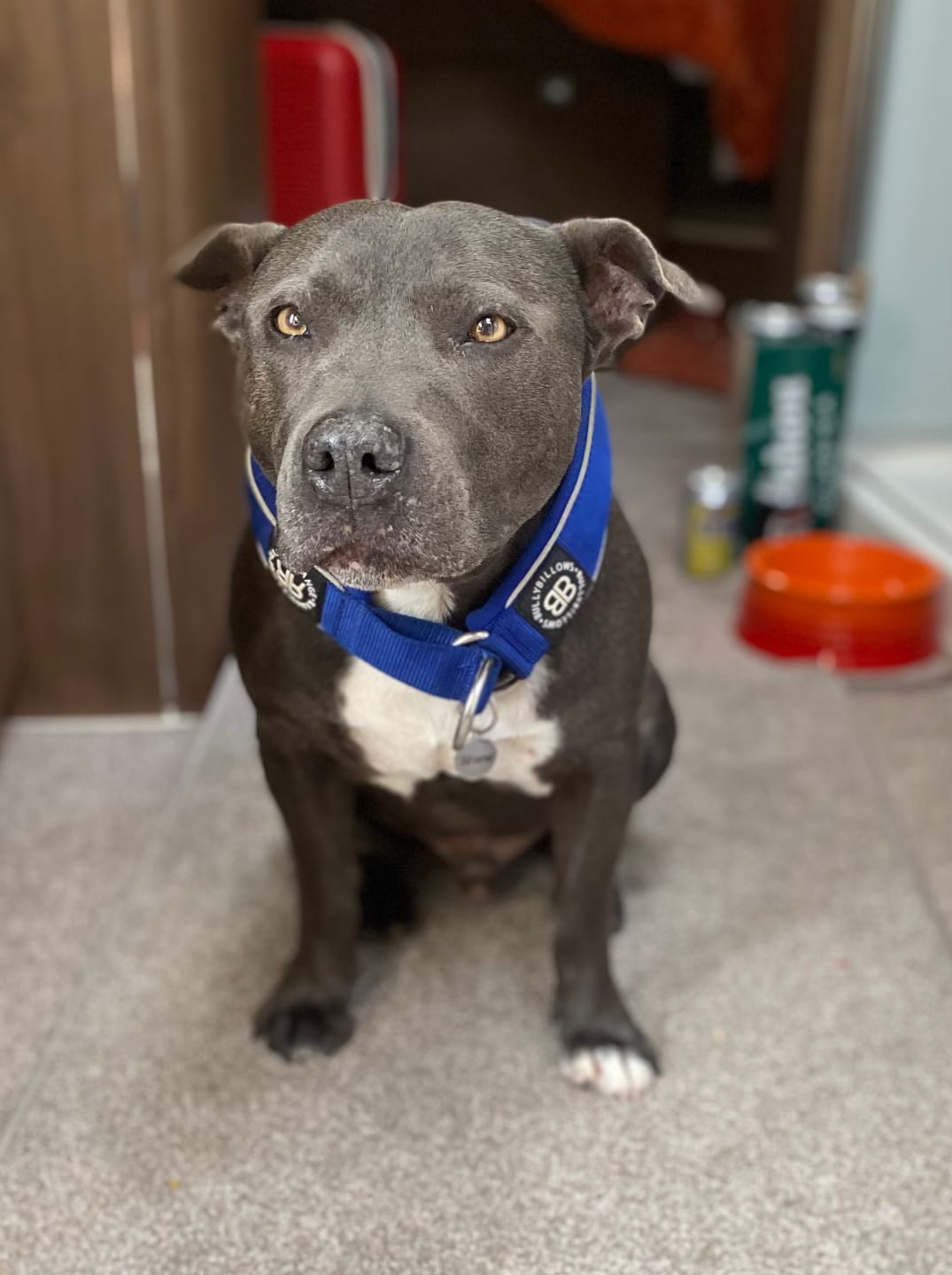 Customer photo review of 5cm Slip on Collar | Foam Padded - Blue